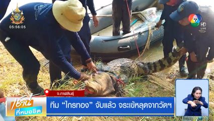 ทีม ไกรทอง จับแล้ว จระเข้หลุดจากวัดฯ