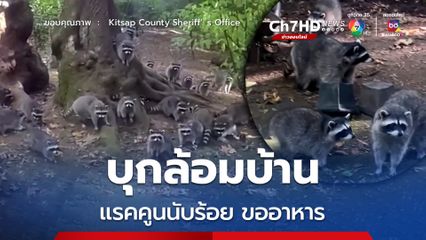 “แรคคูน” นับร้อยตัวล้อมบ้านหญิงสาว ต้องโทรศัพท์แจ้งตำรวจช่วยเหลือ