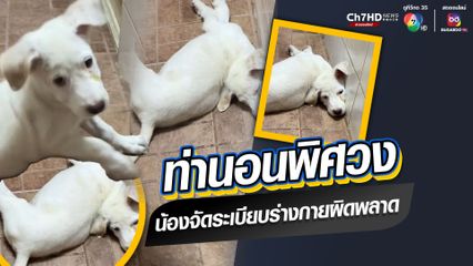 เอ็นดูน้องหมา ทำเอาเจ้าของว้าวุ่น นอนธรรมดาโลกไม่จำ นอนท่าพิศวง จัดระเบียบร่างกายผิดพลาด
