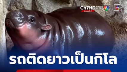 สวนสัตว์เปิดเขาเขียวแทบแตก! รถติดยาวเป็นกิโล FC หมูเด้งแห่ชมความน่ารัก