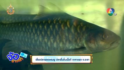 เลี้ยงปลาพลวงชมพู ปลาพื้นถิ่นเนื้อดี ราคาแพง จ.ยะลา