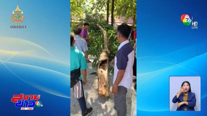 สลด กิ่งมะม่วงหักร่วงทับยาย นั่งรอตักบาตรวันออกพรรษา เสียชีวิต