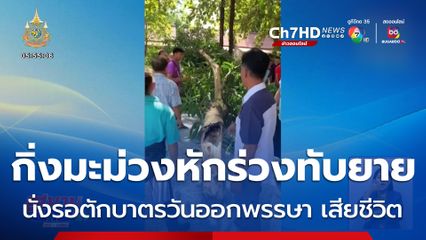 สลด กิ่งมะม่วงหักร่วงทับยาย นั่งรอตักบาตรวันออกพรรษา เสียชีวิต