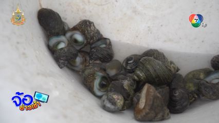 งมหอยตาวัว (หอยขมทะเล)