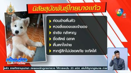 สุนัขพันธุ์ไทยบางเเก้ว ขย้ำใบหน้าเจ้าของ