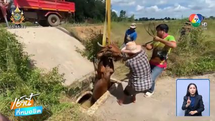 ทุกชีวิตมีค่า ช่วยวัวตกท่อระบายน้ำ