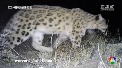 เผยภาพเสือดาวหิมะหายากในจีน