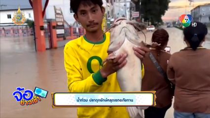 น้ำท่วม ปลาดุกยักษ์หลุดเขตอภัยทาน
