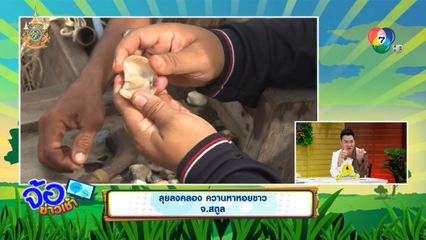 ลุยลงคลอง ควานหาหอยขาว จ.สตูล