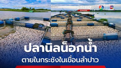 ปลานิลน็อกน้ำตายในกระชังในเขื่อนลำปาว ประมาณ 30 ตัน มูลค่าความเสียหายเกือบ 2 ล้านบาท