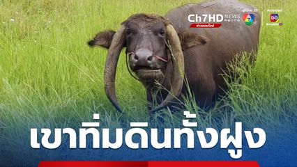 ควายแปลก! เขาทิ่มดินทั้งฝูง ที่โคราช