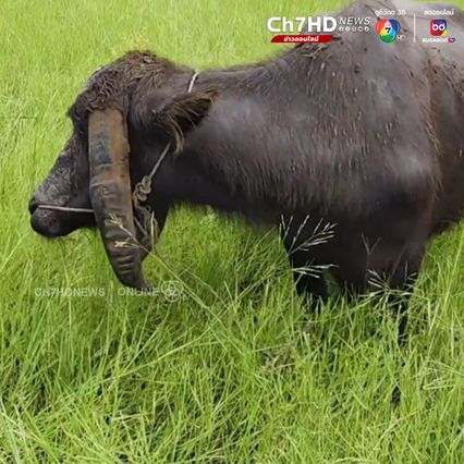 ควายแปลก! เขาทิ่มดินทั้งฝูง ที่โคราช