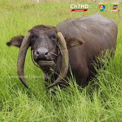 ควายแปลก! เขาทิ่มดินทั้งฝูง ที่โคราช