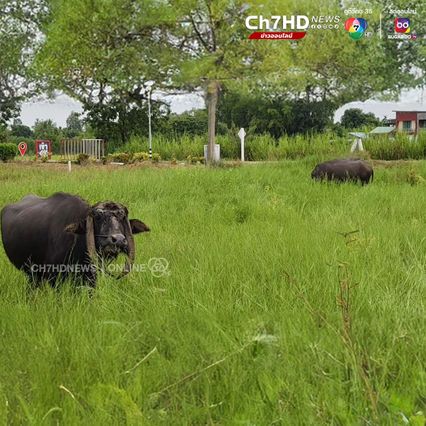 ควายแปลก! เขาทิ่มดินทั้งฝูง ที่โคราช