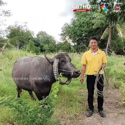 ควายแปลก! เขาทิ่มดินทั้งฝูง ที่โคราช