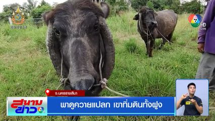 พาดูควายแปลก เขาทิ่มดินทั้งฝูง