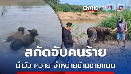 เจ้าหน้าที่ดักซุ่มพบชาย 3 คน จูงควายข้ามน้ำเหืองชายแดนไทย-ลาว เพื่อไปจำหน่าย