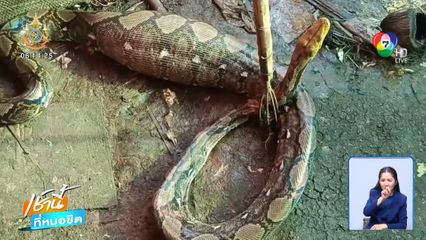 เลี้ยงห่านไว้ไล่งู ผลที่ได้...