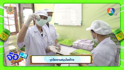 บุกโรงงานสมุนไพรไทย เรียนรู้การทำยาดมสมุนไพร