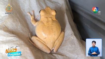 พบ เขียดสีทอง เชื่อมาให้โชค