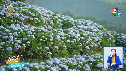 ดอยแม่มอญ ไร่ดอกไฮเดรนเยียร์ จ.เชียงราย