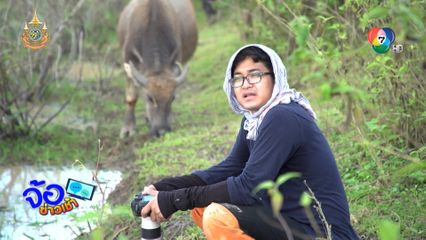 เช็กอินวิถีปางควาย เวียงหนองหล่ม จิบกาแฟขี้ควาย จ.เชียงราย
