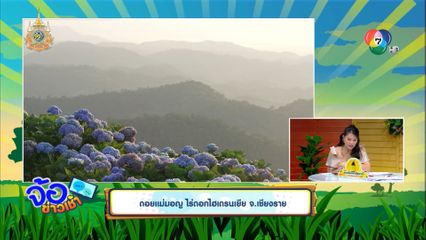 ดอยแม่มอญ ไร่ดอกไฮเดรนเยีย จ.เชียงราย