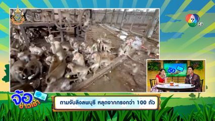 ตามจับลิงลพบุรี หลุดจากกรงกว่า 100 ตัว
