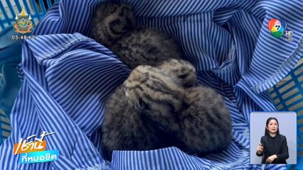 น่าเอ็นดู ! พบลูกแมวดาวในสวนปาล์ม