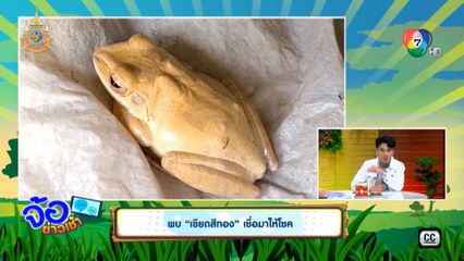 พบ เขียดสีทอง เชื่อมาให้โชค