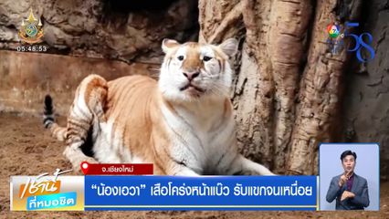 น้องเอวา เสือโคร่งหน้าแบ๊ว รับแขกจนเหนื่อย