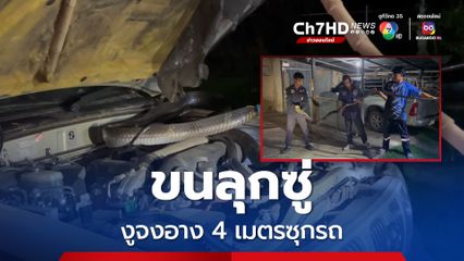 ขนลุก ! งูจงอางยาว 4 เมตร เลื้อยซุกห้องเครื่องรถ