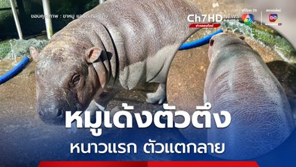 หนาวแรกของ "หมูเด้ง" ทำตัวตึง ผิวแตกลาย
