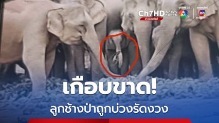 ลูกช้างป่าถูกบ่วงรัดงวงเกือบขาด