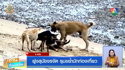 ฝูงสุนัขจรจัด รุมขย้ำนักท่องเที่ยว จ.ตรัง