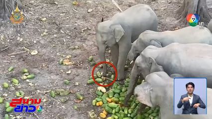 ลุยฝ่าโขลงช้างป่า 60 ตัว ช่วยลูกช้างถูกบ่วงรัดงวง