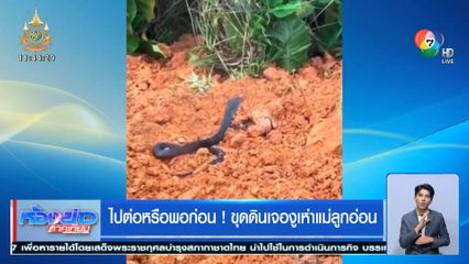 ไปต่อหรือพอก่อน ! ขุดดินเจองูเห่าแม่ลูกอ่อน