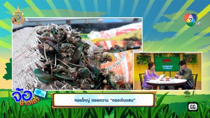 หอยใหญ่ หอยหวาน หอยเงินแสน