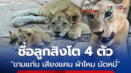 สวนสัตว์ขอนแก่น ได้ชื่อลูกสิงโต 4 ตัว แล้ว "ขามแก่น เสียงแคน ผ้าไหม มัดหมี่"