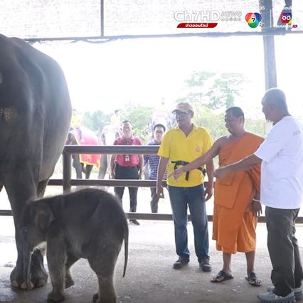 สวนนงนุชพัทยาจัดพิธีรับขวัญ พลายสุรพันธ์ ลูกช้างเชือกที่ 27 