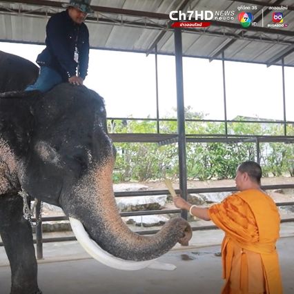 สวนนงนุชพัทยาจัดพิธีรับขวัญ พลายสุรพันธ์ ลูกช้างเชือกที่ 27 