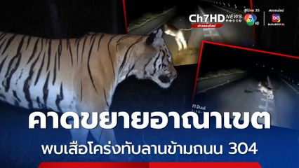 จนท.อุทยานแห่งชาติทับลาน เผยพบเสือโคร่งวัยหนุ่มพยายามข้ามถนน 304 คาดขยายอาณาเขต 