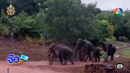 ตกใจตื่น ช้างป่ายืนกินกล้วยข้างบ้าน