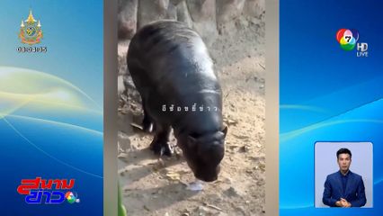 ดรามา หมูเด้งกินทิชชู หล่นลงไปหรือใครโยน?