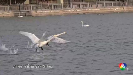 เผยภาพฝูงหงส์ป่าในแม่น้ำซินเจียง