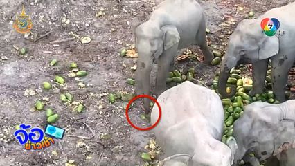 ลุยฝ่าโขลงช้างป่า 60 ตัว ช่วยลูกช้างถูกบ่วงรัดงวง