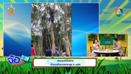 ช่วยลุงกิ่งไม้ฟาด ค้างบนต้นยางพาราสูง 6 เมตร