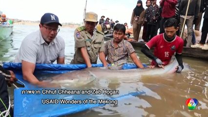 นักวิจัยตื่นเต้น พบปลาบึกยักษ์แม่น้ำโขง ใกล้สูญพันธุ์