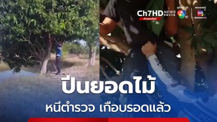 พ่อค้ายาบ้าขอนแก่น วิ่งเตลิดหนีตำรวจขึ้นยอดไม้หวังพรางตัว แต่ไม่รอด