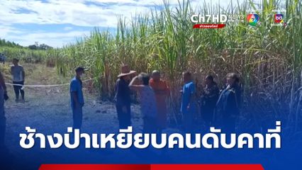 ช้างป่าทำร้าย เหยียบเจ้าของไร่อ้อยดับคาที่